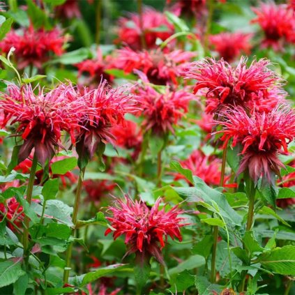 Monarda 'Balmy Rose', v črepníku C1  Monarda didyma