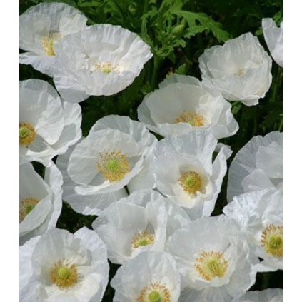 Vlčí mak C1 biely  Papaver