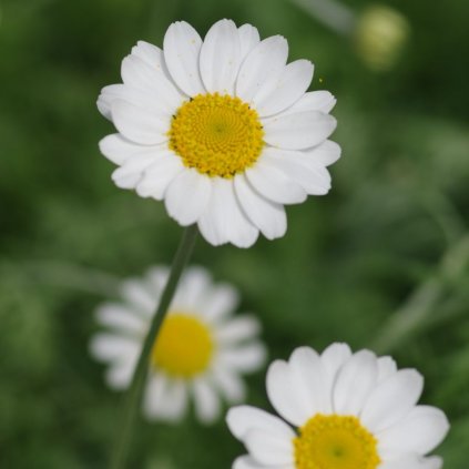 Rumanovec hybrid k9 biely  Anthemis hybrid