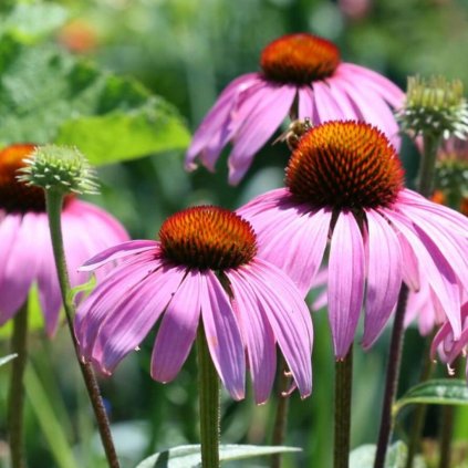 Trvalka Echinacea ružová C1  Echinacea