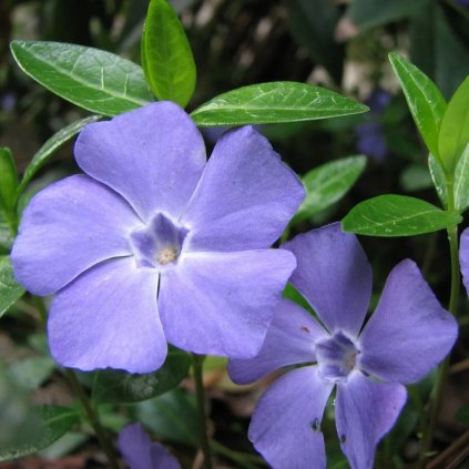 Vinca K9 fialová  Vinca