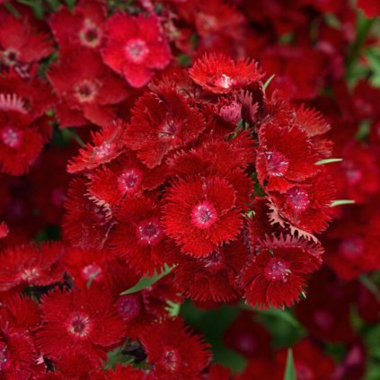 Trvalka  Klinček k9 červený  Dianthus