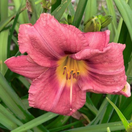 Ľaliovka, ružová, v črepníku C1  Hemerocallis