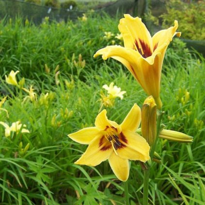 Trvalka Laliovka C1 žlta a hnedý stred  Hemerocallis