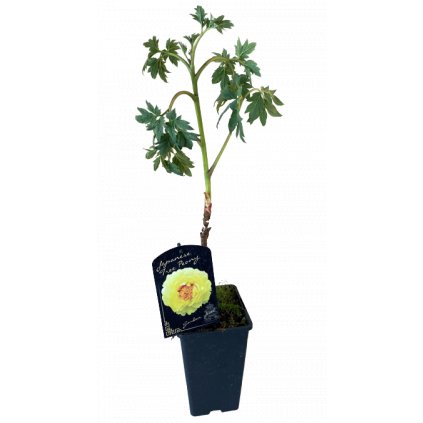 Pivónia (pivonka) drevitá, žltá, v črepníku C1  Paeonia suffruticosa