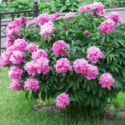 Pivónia (pivonka) drevitá, plnokvetá, ružová, v črepníku C1  Paeonia suffruticosa