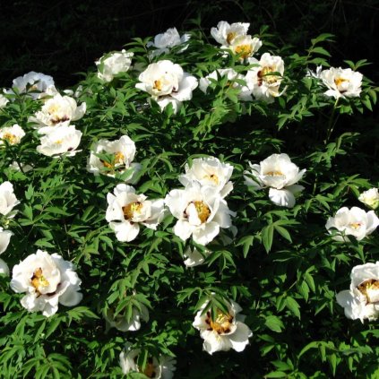 Pivonka drevnatá C1 biela  Paeonia suffruticosa