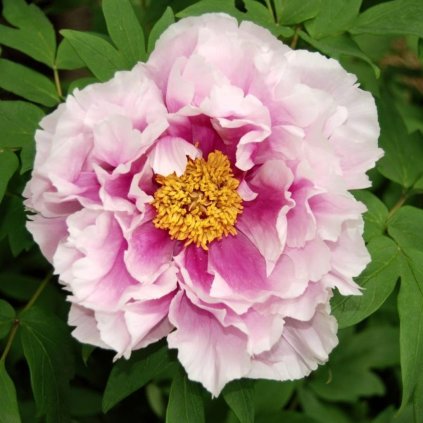 Pivónia (pivonka) drevitá, ružová, v črepníku C1  Paeonia suffruticosa