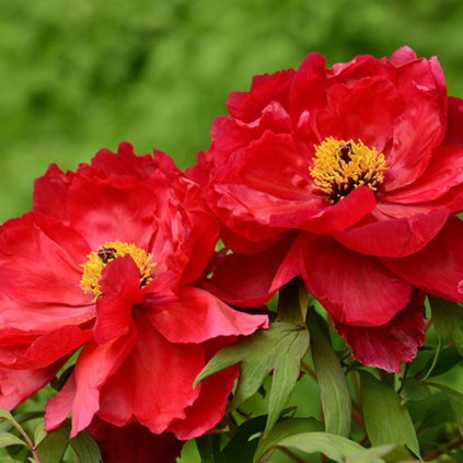 Pivonka drevnatá C1 červená  Paeonia suffruticosa