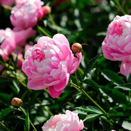 Trvalka Pivonka C1 ružová  Paeonia
