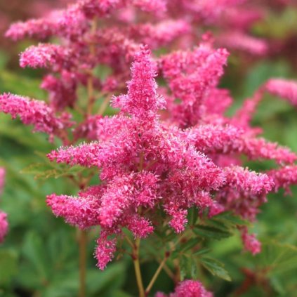 Trvalka Astilbe C1 ružová  Astilbe