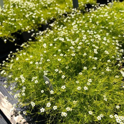 Machovička šidlovitá, bledo-zelená, v črepníku K9  Sagina subulata