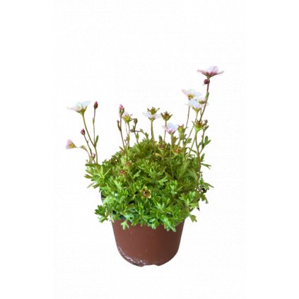Trvalka Saxifraga k9 biela Saxifraga