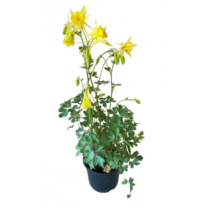 Orlíček C1 žltý  Aquilegia