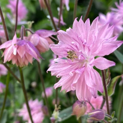 Trvalka Orlíček C1 ružový  Aquilegia