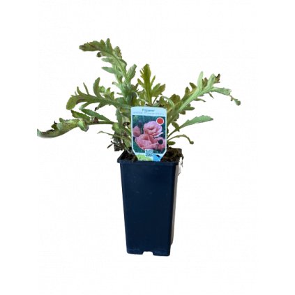 Vlčí mak C1 ružový  Papaver