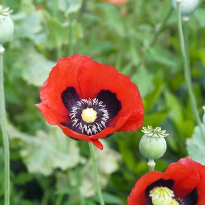 Trvalka Vlčí mak C1 červený  Papaver