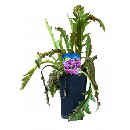 Vlčí mak C1 fialový  Papaver