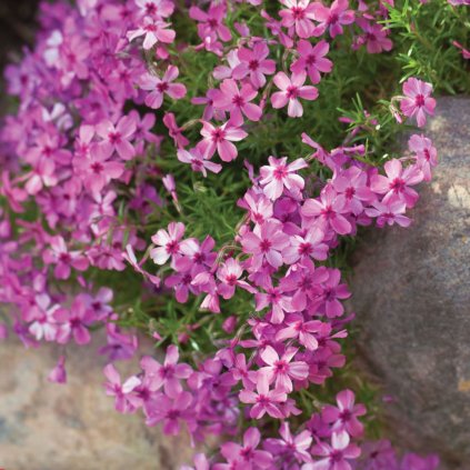 Flox šidlolistý, ružový, v črepníku K9  Phlox