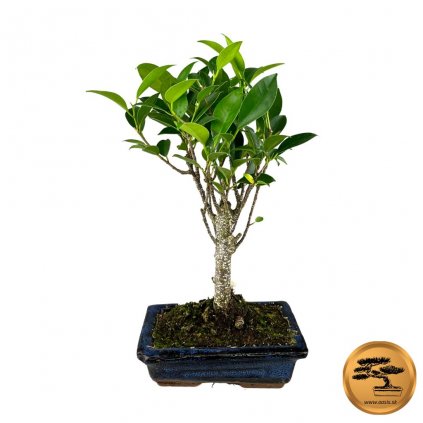 Bonsai Ficus malolistý