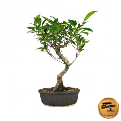 Bonsai ficus kimmen  Bonsai fikus malolistý