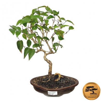 Bonsai austrálska čerešňa izbová