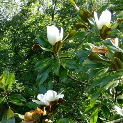 Magnólia veľkokvetá gallisoniere 10l  Magnolia grandiflora gallisoniere