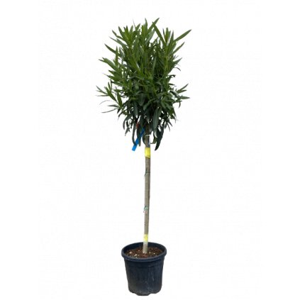 Nerium oleander 15l, 1/2kmeň, 6/8  Nerium oleander