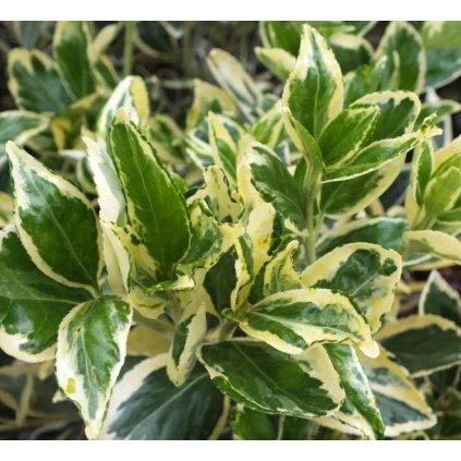 Brslen japonsky Bravo 1/4kmen  Euonymus jap. Bravo