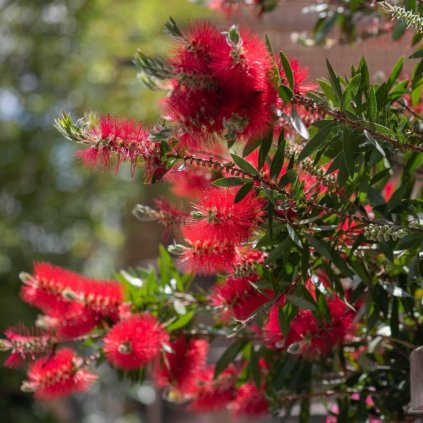 Tyčinkovec kopijovitolistý 9l/10l  Callistemon Laevis