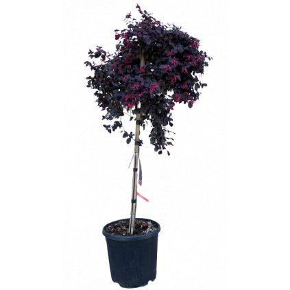 Loropetalum čínske Fede 15l, 1/2kmeň  Loropetalum chin. Fede