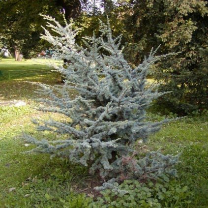 Cedrus atl.glauca 80-100cm, clt18  Cedrus atl.glauca