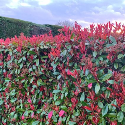 Červienka fraserova Red Robin clt9 100-125cm  Photinia fraseri Red Robin