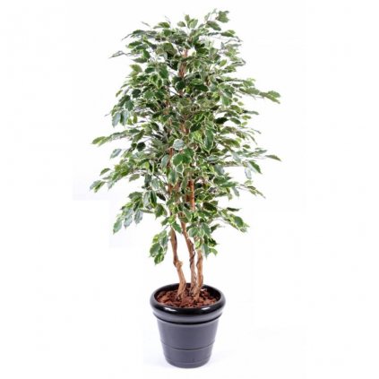 Ficus exotica 130-150cm