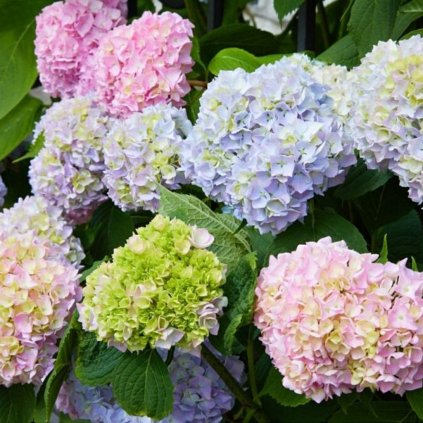 Hortenzia kalinolistá mix druhov 2l  Hydrangea macrop. in cultivars