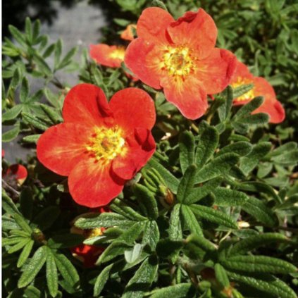 Natrznik krovity Red Ace 2l  Potentilla f. Red Ace P13 20/30