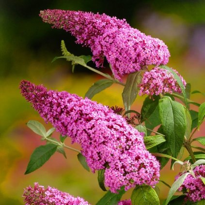 Budleja Dávidova Pink Delight 40/60cm 2l  Buddleja davidii Pink Delight