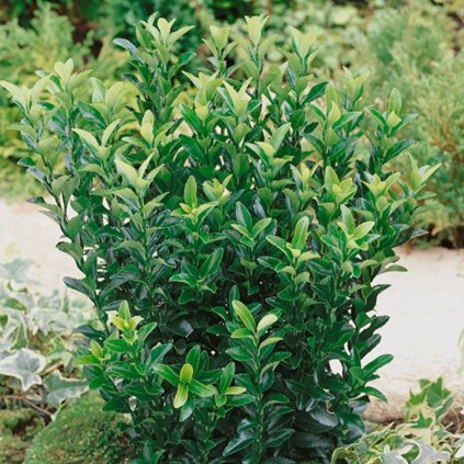 Bršlen japonský Green Spire 15/20cm  Euonymus jap. Green Spire