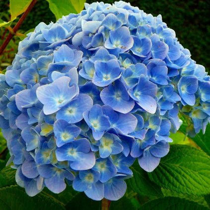 Hortenzia kalinolistá Nikko Blue 30/40 2l  Hydrangea macrop. Nikko Blue