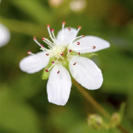 Nátržník trojzubý Nuuk 30/50cm  Potentilla tridentata Nuuk