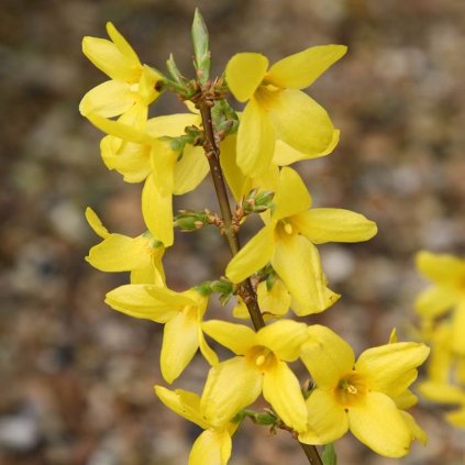 Zlatovka prostredná Lynwood 1,5l  Forsythia intermedia Lynwood