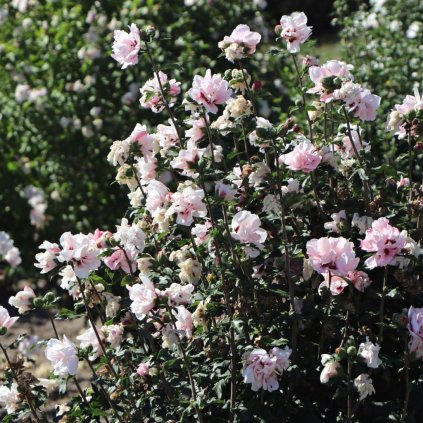 Ibištek sýrsky Leopoldii, ružový plný, 2l  Hibiscus syriacus Leopoldii