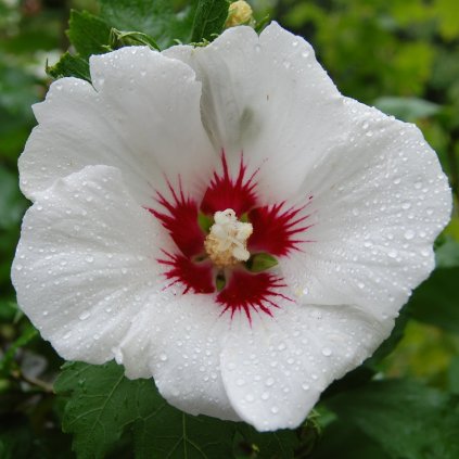 Ibištek sýrsky Red Heart, biely s červ. stredom, 2l  Hibiscus syriacus Red Heart