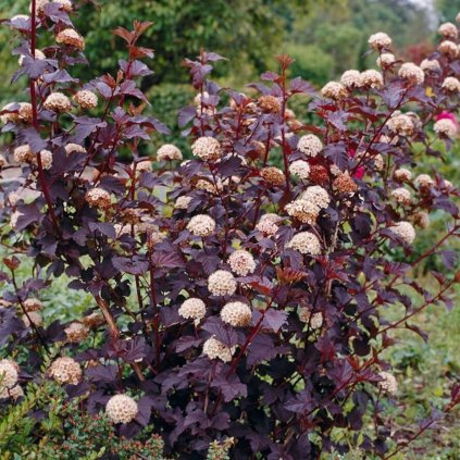 Tavoľa kalinolistá Diablo 2l  Physocarpus opulifolius Diabolo
