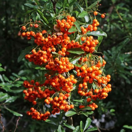 Hlohyňa šarlátová Orange Glow 1,5l  Pyracantha coccinea Orange Glow