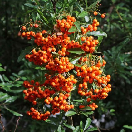 Hlohyňa šarlátová Orange Glow P11  Pyracantha coccinea Orange Glow
