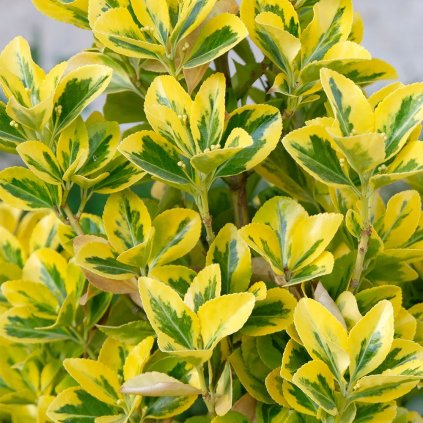 Bršlen japonský aurea Cono 80/100cm, clt20  Euonymus jap. aurea