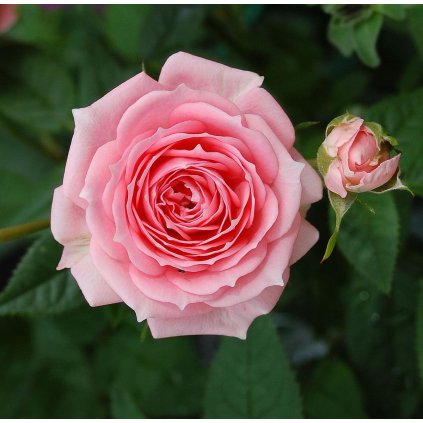 Ruža pôdokryvná ružová C1/2l  Rosa