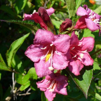 Weigela červený kvet 2l  Weigela