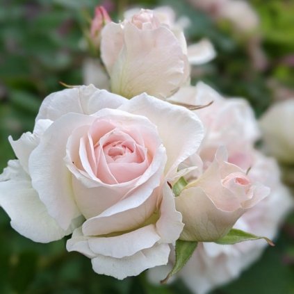 Ruža pôdokryvná bielo-ružová C1/2l  Rosa